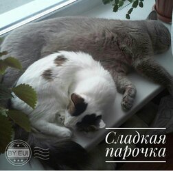 коты.jpg