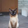 Лина__